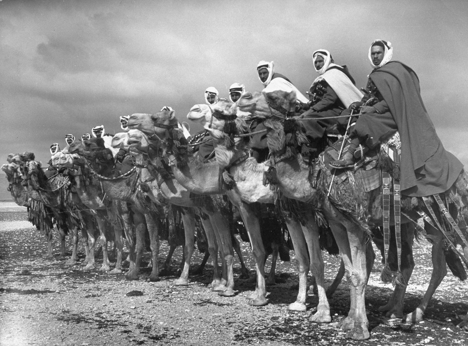 Bedouin méhariste 1940 CE